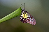 YELLOW GLASSY TIGER BUTTERFLY, PARANTICA ASPASIA ASPASIA