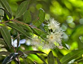 SYZYGIUM AQUEUM