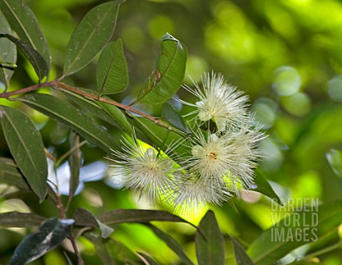 SYZYGIUM_AQUEUM