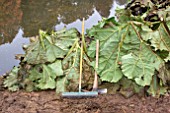 GUNNERA PLANTS CUT DOWN AND PREPARED FOR WINTER