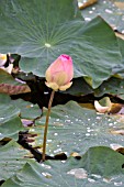 LOTUS, NELUMBO NUCIFERA