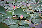 LOTUS, NELUMBO NUCIFERA