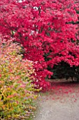 BRILLIANT RED LEAVES OF JAPANESE MAPLE, ACER PALMATUM