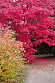 BRILLIANT RED LEAVES OF JAPANESE MAPLE, ACER PALMATUM