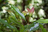 NEW LEAVES OF A CLOVE TREE, SYZYGIUM AROMATICUM