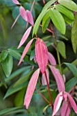 NEW LEAVES OF CINNAMOMUM INERS