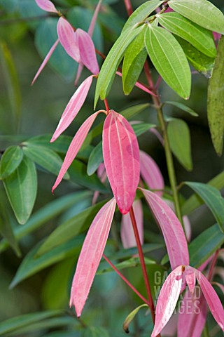 NEW_LEAVES_OF_CINNAMOMUM_INERS