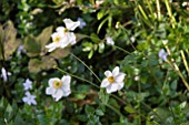 JAPANESE ANEMONE, ANEMONE JAPONICA