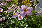 JAPANESE ANEMONE, ANEMONE JAPONICA