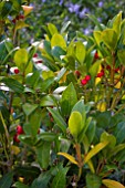 SKIMMIA JAPONICA