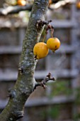 CRAB APPLE GOLDEN HORNET, MALUS GOLDEN HORNET