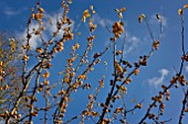 CRAB APPLE GOLDEN HORNET, MALUS GOLDEN HORNET