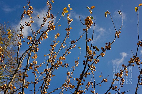 CRAB_APPLE_GOLDEN_HORNET_MALUS_GOLDEN_HORNET