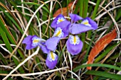 IRIS UNGUICULARIS