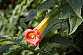 ANGELS TRUMPET, BRUGMANSIA SANGUINEA