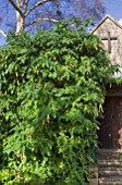 ANGELS TRUMPET, BRUGMANSIA SANGUINEA AT PENLEE MUSEUM GARDEN OF REMEMBRANCE, PENZANCE