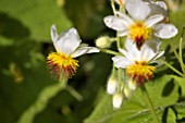 AFRICAN HEMP, SPARMANNIA AFRICANA