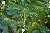 HONEY BUSH, MELIANTHUS MAJOR