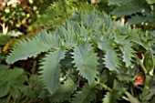 HONEY BUSH, MELIANTHUS MAJOR