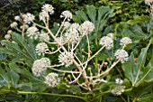 FATSIA JAPONICA IN FLOWER