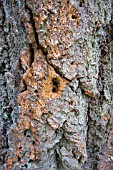 DAMAGED TREE BARK