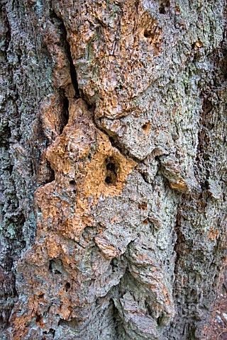 DAMAGED_TREE_BARK