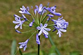 AGAPANTHUS AFRICANUS