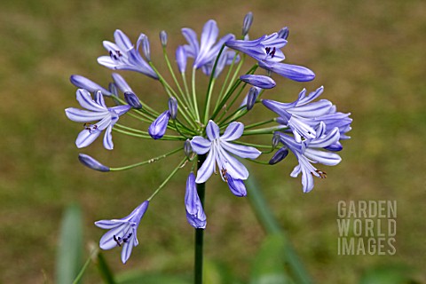 AGAPANTHUS_AFRICANUS