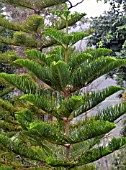 ARAUCARIA