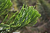 ARAUCARIA HETEROPHYLLA