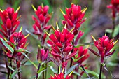 INDIAN PAINTBRUSH, CASTILLEJA