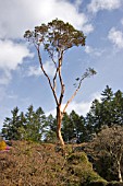 ARBUTUS MENZIESII AT BUTCHART GARDENS, BRITISH COLUMBIA, CANADA