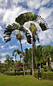 RAVENALA MADAGASCARIENSIS