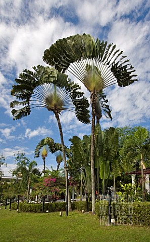 RAVENALA_MADAGASCARIENSIS