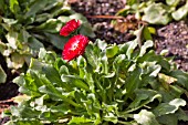 BELLIS PERENNIS