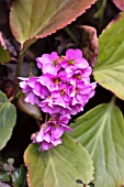 BERGENIA