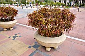 CODIAEUM VARIEGATUM PLANTED IN TUBS