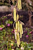 CORYLUS AVELLANA CONTORTA