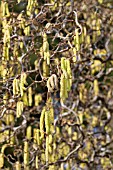 CORYLUS AVELLANA CONTORTA