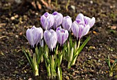 WINTER CROCUS