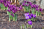 EARLY SPRING FLOWERS