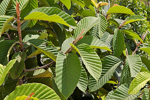 DIPTEROCARPUS_BAUDII