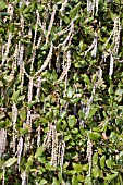 GARRYA ELLIPTICA