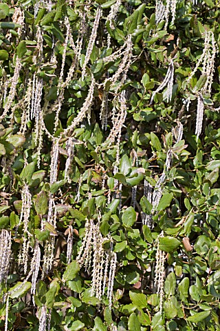 GARRYA_ELLIPTICA