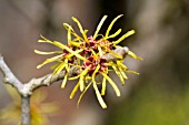 HAMAMELIS MOLLIS