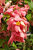 FLOWER OF BANGKOK ROSE, MUSSAENDA ERYTHROPHYLLA