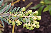 EUPHORBIA CHARACIAS