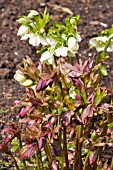 HELLEBORUS NIGER AND HELLEBORUS X ORIENTALIS IN THE LATE WINTER BORDER