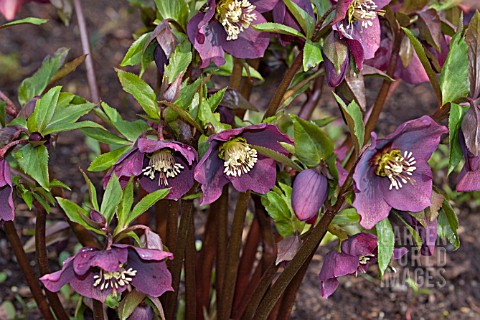 HELLEBORUS_X_HYBRIDUS