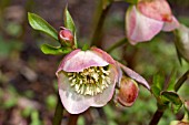 HELLEBORUS X HYBRIDUS